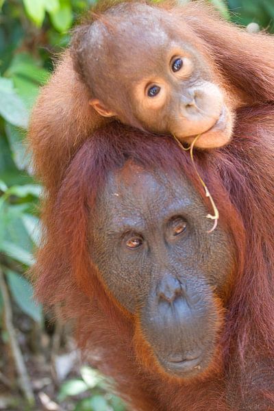"Horse riding" for baby orangutan by Anne Ponsen