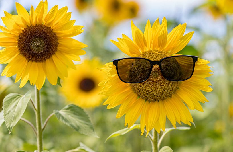 Happy life by Melien Suranno