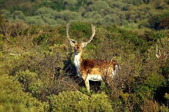 Ontmoeting met damhert in Nederlandse Kennemer Duinen