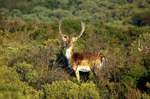 Meeting fallow-deer in Dutch dunes