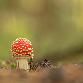 Fliegenpilz von Douwe Schut