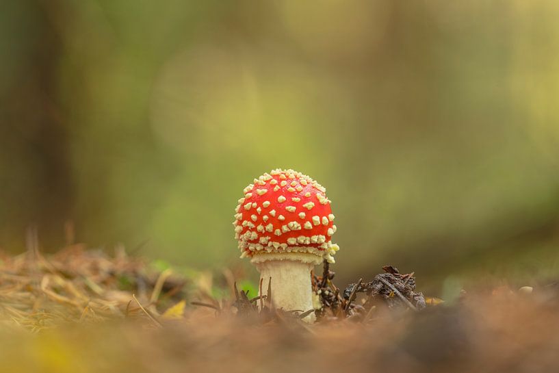Fliegenpilz von Douwe Schut