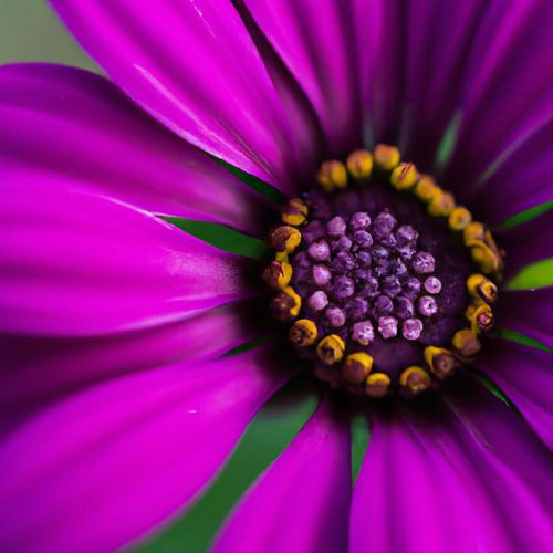 Paarse bloem van Purple Prime Prophet