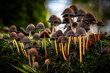 Pilz, Dorf der Zwerge. von Jos Voormolen