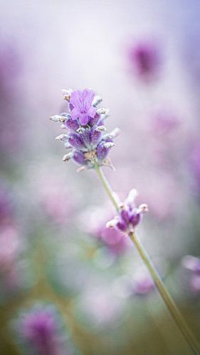 Zachte kleurige lavendel.