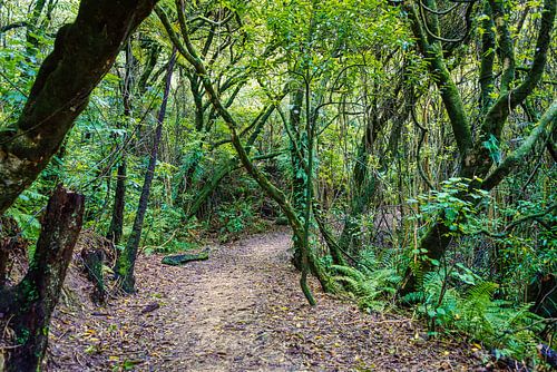 Boswandeling in Abel Tasman NP