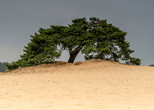Lonely tree