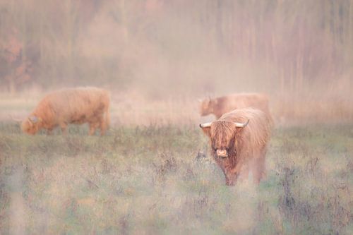 Schotse hooglander in de mist van Ellen Metz