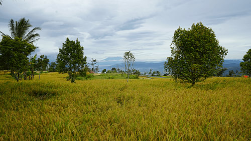 Rijstveld van Bareh Solok, West-Sumatra