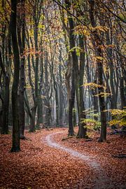 Le chemin sur Linda Raaphorst