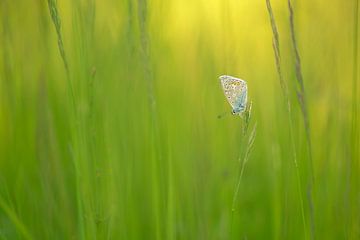 Vlinder: icarusblauwtje (Polyommatus icarus) tussen het gras van Moetwil en van Dijk - Fotografie