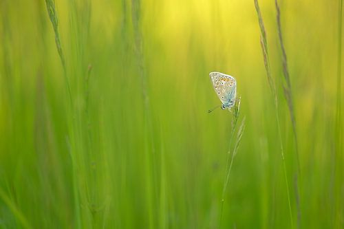 Vlinder: icarusblauwtje (Polyommatus icarus) tussen het gras