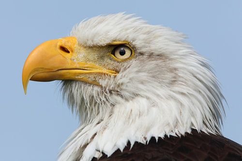 Porträt eines amerikanischen Weißkopfseeadlers