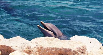 Dolphin on Curaçao by Melissa vd Bosch