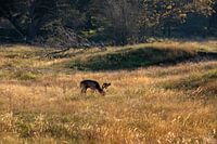 Deer, grazing in the wild