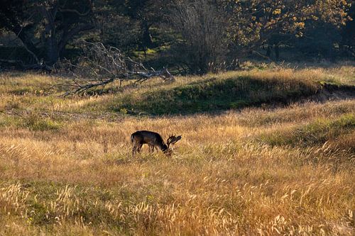 Hirsche, die in freier Wildbahn grasen