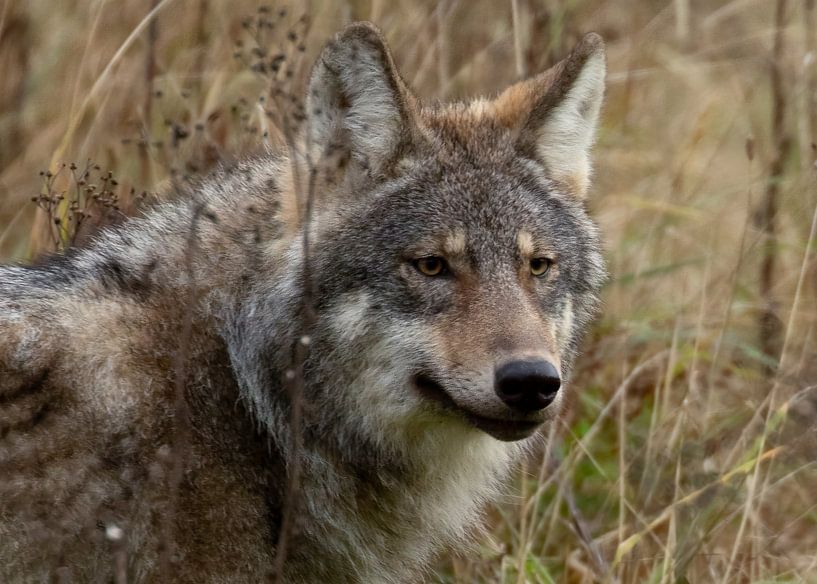 Le loup (Canis lupus), un prédateur désormais présent aux Pays-Bas II par Eric Wander