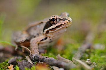 Grass Frog by Karin Jähne
