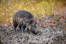 Wildschwein auf der Suche nach Nahrung von Tim Voortman
