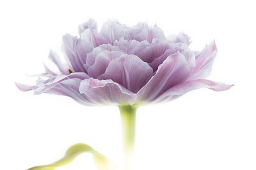 Tulp Paars uit Tulpenserie Suur