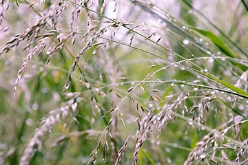Grassen in ochtenddauw van Greet Thijs