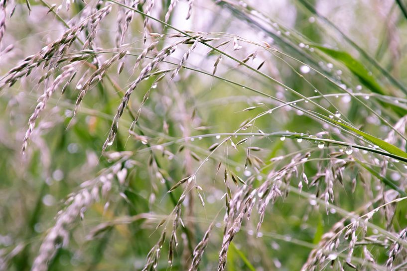 Grassen in ochtenddauw van Greet Thijs