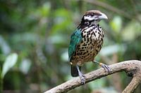 Witoorkatvogel