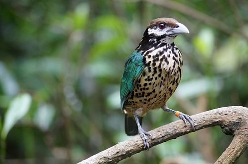 Witoorkatvogel