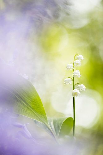 Spring doesn't lose its loveliness