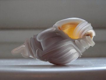 Still life of a shell by Jacco Hinke