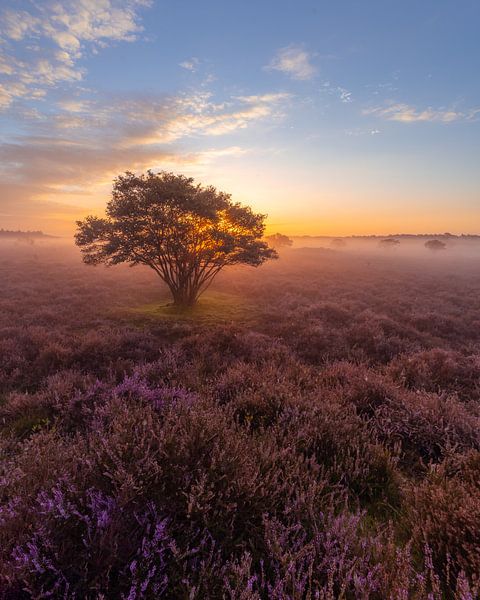 Zonsopkomst op de heide in Bussum van Michiel Dros