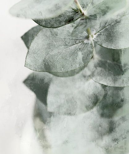 Zacht eucalyptusblad