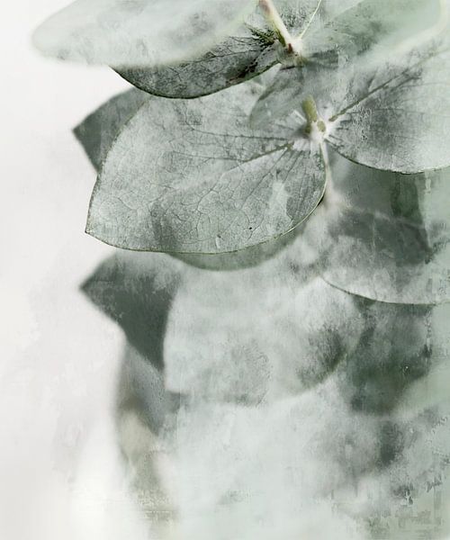 Gentle Eucalyptus Leaf by Mad Dog Art