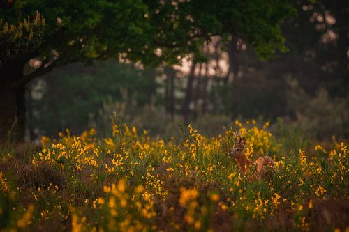 Reebok dans les ajoncs en fleurs au coucher du soleil