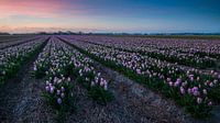 Sonnenuntergang über den Zwiebelfeldern von Martijn van der Nat Miniaturansicht
