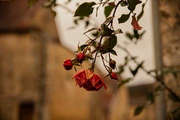 die Rose von anne droogsma