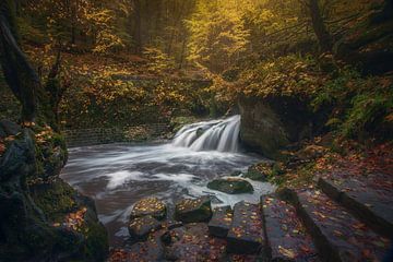 Golden autumn light van Roelie Steinmann