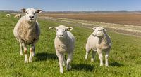 Sheep on the dike
