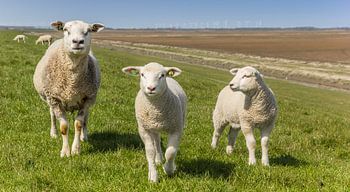 Moutons sur la digue