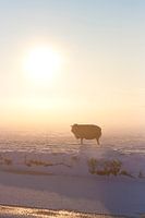 Schaap in winterlandschap