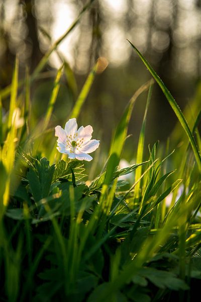 Witte bloem in groen gras by Stan Loo