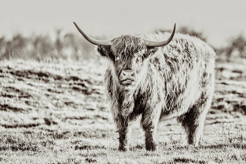 Scottish Highlander by Rik Verslype