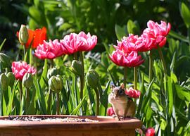 Een eekhoorn in de tuin in de lente van Claude Laprise