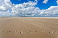 Voetsporen in het zand van het strand nabij de Horspolder van Hans Kwaspen thumbnail