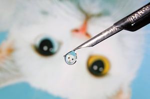 Water drop, with reflection of white cat with yellow and blue eye