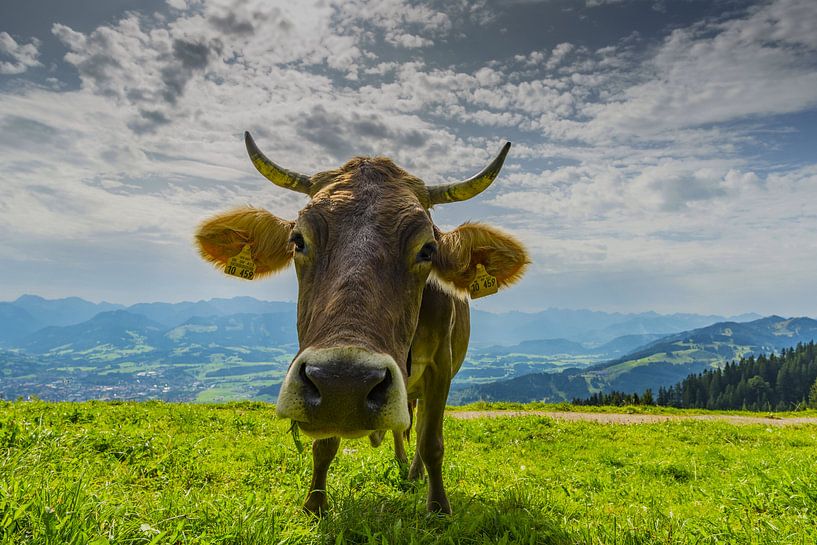 Vache, allgäu par Walter G. Allgöwer