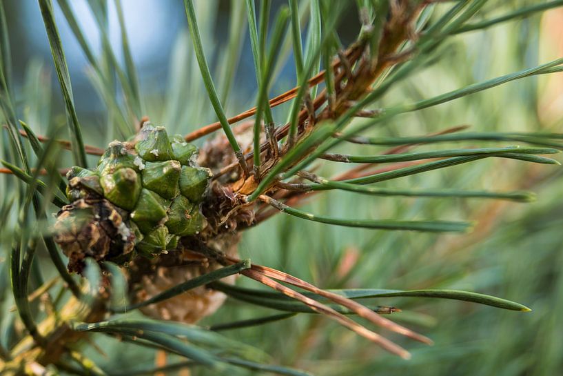 Herfst op het Balloërveld par Ronnie Schuringa