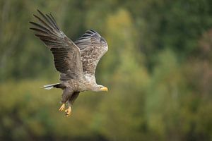 Seeadler ( Haliaeetus albicilla ), ausgewachsen, in kraftvollem Flug vor der Kulisse eines grünen La von wunderbare Erde