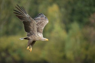 Zeearend ( Haliaeetus albicilla ), volwassene, in krachtige vlucht tegen de achtergrond van een groe van wunderbare Erde