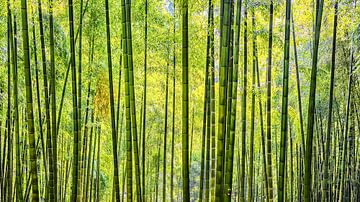 Bamboe muur van Manjik Pictures
